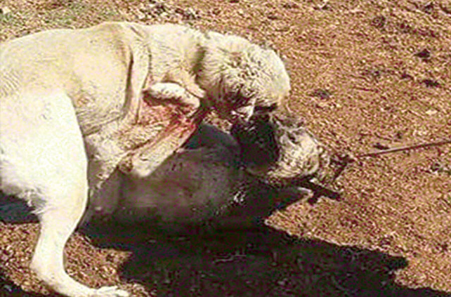 Kangal Süper Ligi adı altında köpek dövüşü vahşeti