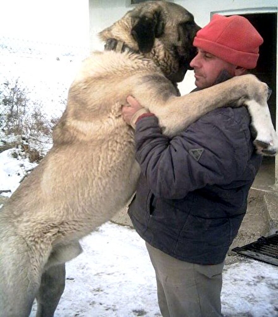 
                                    Kangal dövüşlerini dededen babaya, babadan oğula geçen bir gelenek gibi sürdürenlerin olduğunu belirten Adıgüzel, “Bunu kutsal bir gelenek şeklinde sürdürenler de var. Büyük paralarla kangal çiftlikleri satın alıp kangal besleyenler de. Dahası, Kangal Koruma Dernekleri adı altında durumu legalleştirerek maçları sürdürmeye çalışıyorlar” diye konuştu.
                                