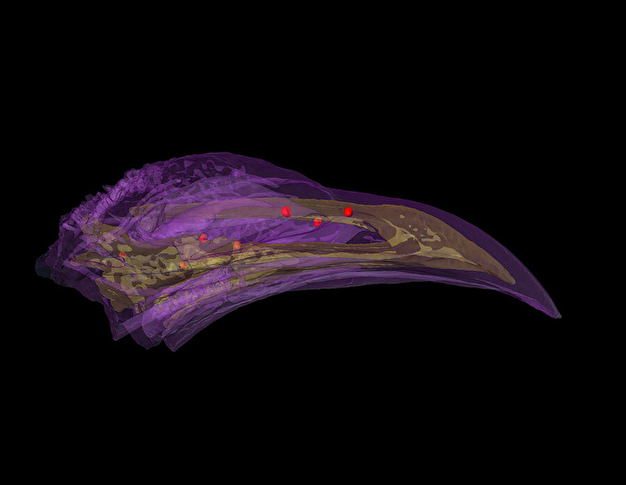Güvercinlerin üst gagasını kaplayan derinin duyusal sinir hücresine giden ince liflerinde (dendritlerinde) demir içeren maghemit ve manyetit parçacıklar bulunuyor.

                                    
                                