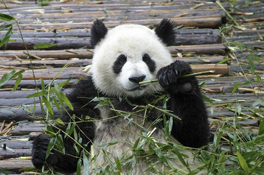 Panda Kendisini Uyandiran Adama Yapmadigini Birakmadi