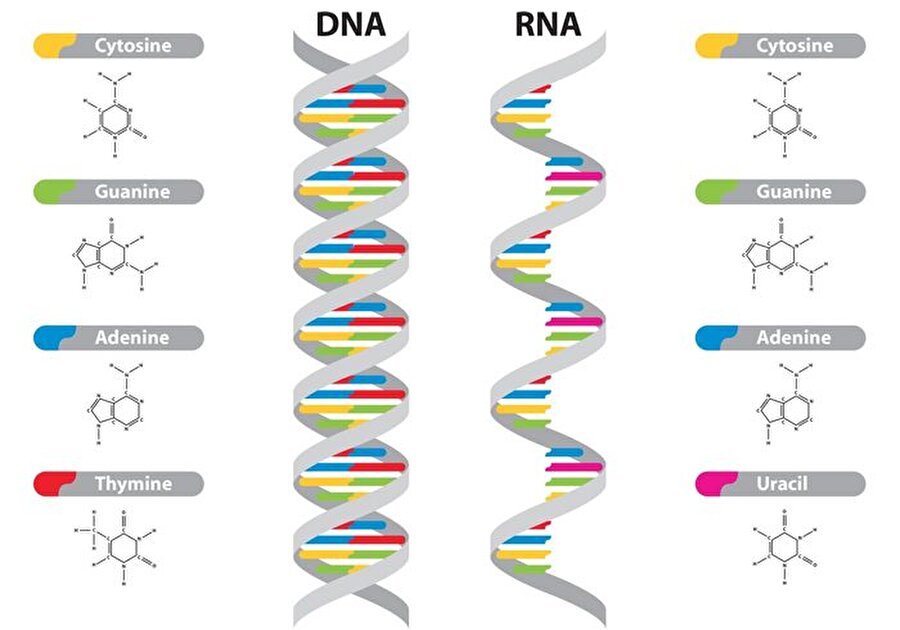 RNA - DNA

                                    
                                    
                                    
                                    
                                    Ribo Nükleik asit ile Deoksiribo Nükleik asitin kısaltılmasından oluşur.
                                
                                
                                
                                
                                