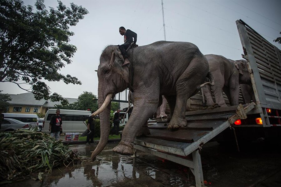 Tayland'ın başkenti Bangkok'ta, kutsal kabul edilen beyazlarına benzemeleri için pudraya bulanan filler, Kral Bhumibol Adulyadej için düzenlenen kraliyet törenine katıldı.
