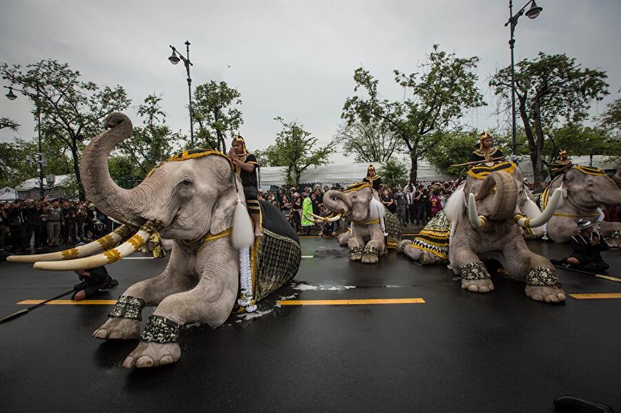 Eski başkent Ayuthaya'dan Bangkok'a getirilen filler, binlerce kişinin bir dakikalık saygı duruşu eşliğinde, Büyük Saray önünde durarak krala saygı için diz çöktü.
