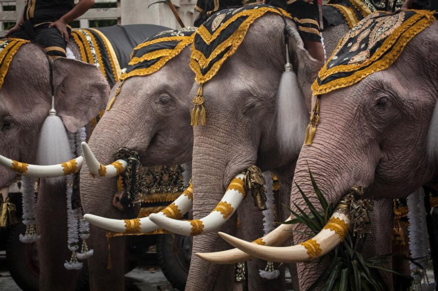 Myanmar ile Tayland, 16. yüzyılda, dört beyaz filin sahipliği konusunda çıkan anlaşmazlık nedeniyle savaşmışlardı.
