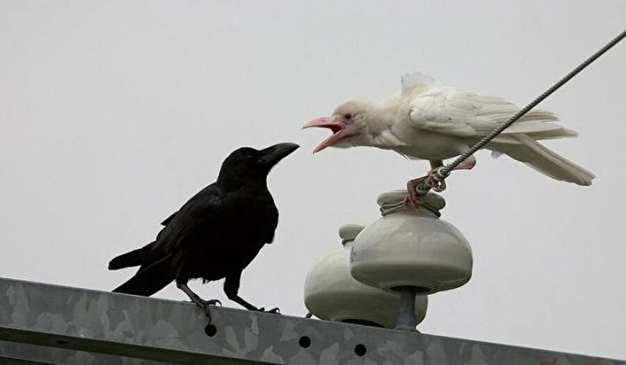 Kargalarla yarenlik eden güvercinin tüyleri beyaz kalır, ama kalbi kararır - Almanya