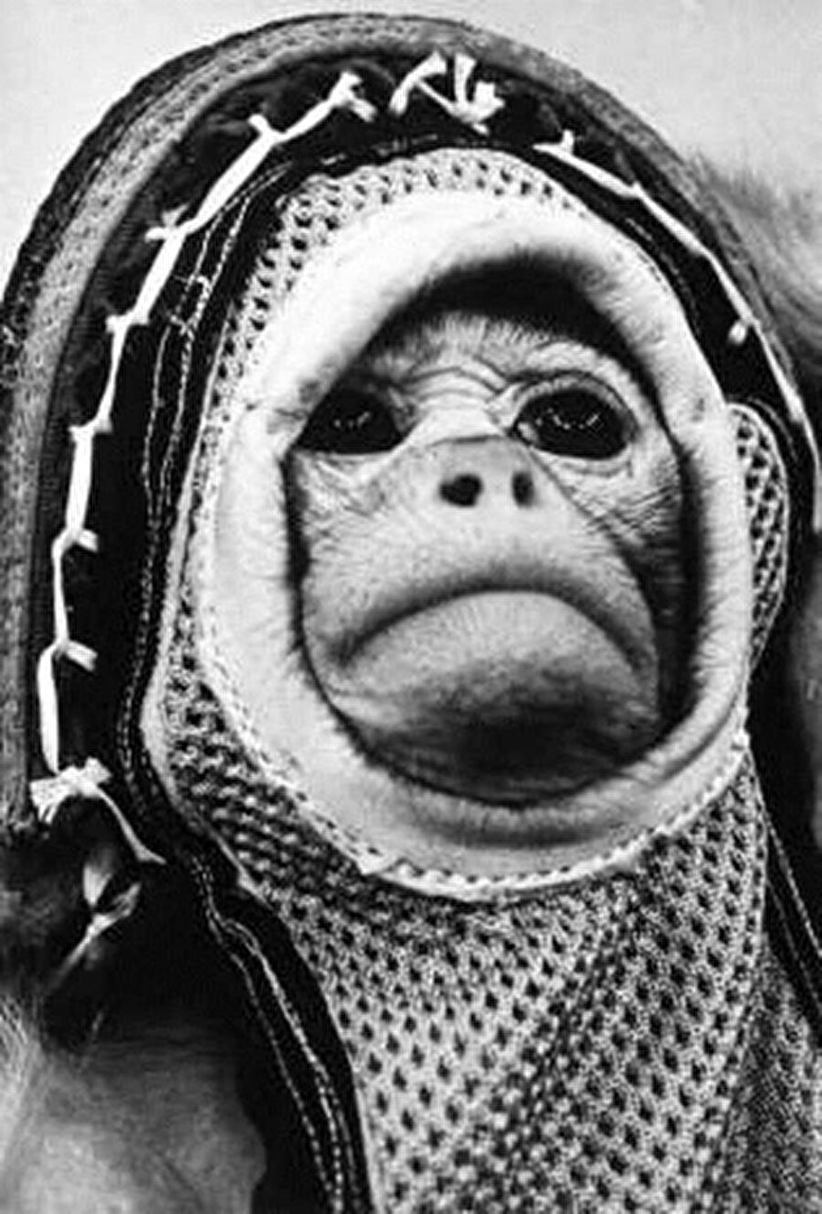 Gordo

                                    
                                    
                                    
                                    Küçük Adam adı verilen bu maymunun benzer bir eğitim sürecinden geçen “yoldaşı” Gordo, 1958 yılında yerden 500 km yüksekliğe ulaşan 15 dakikalık bir fırlatmaya katılmıştı.
                                
                                
                                
                                