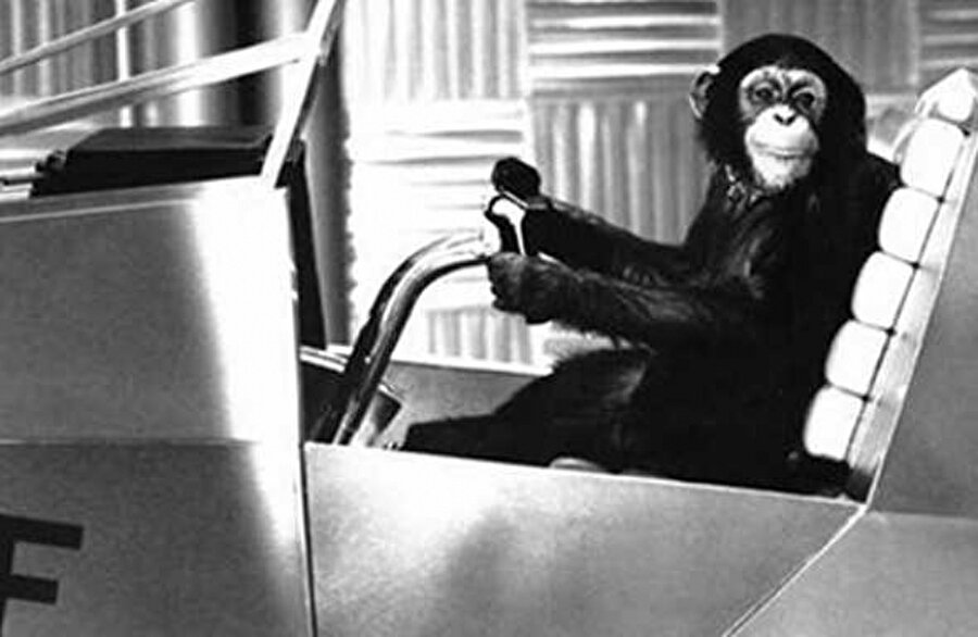 
                                    
                                    
                                    Eğitimdeki bir şempanze. Bu şempanzelerden yaklaşık 20 tanesi New Mexico eyaletinde bulunan Holloman Hava Kuvvetleri Üssü'nde uzay uçuşu ekipmanlarının simülasyonlarında kullanıldı.
                                
                                
                                