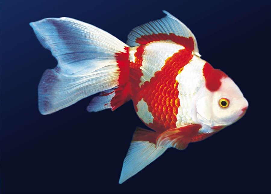 Japon balıklarının hafızası 3 saniyedir. 
Bilinenin aksine 3 saniye değil tam 3 aydır.
