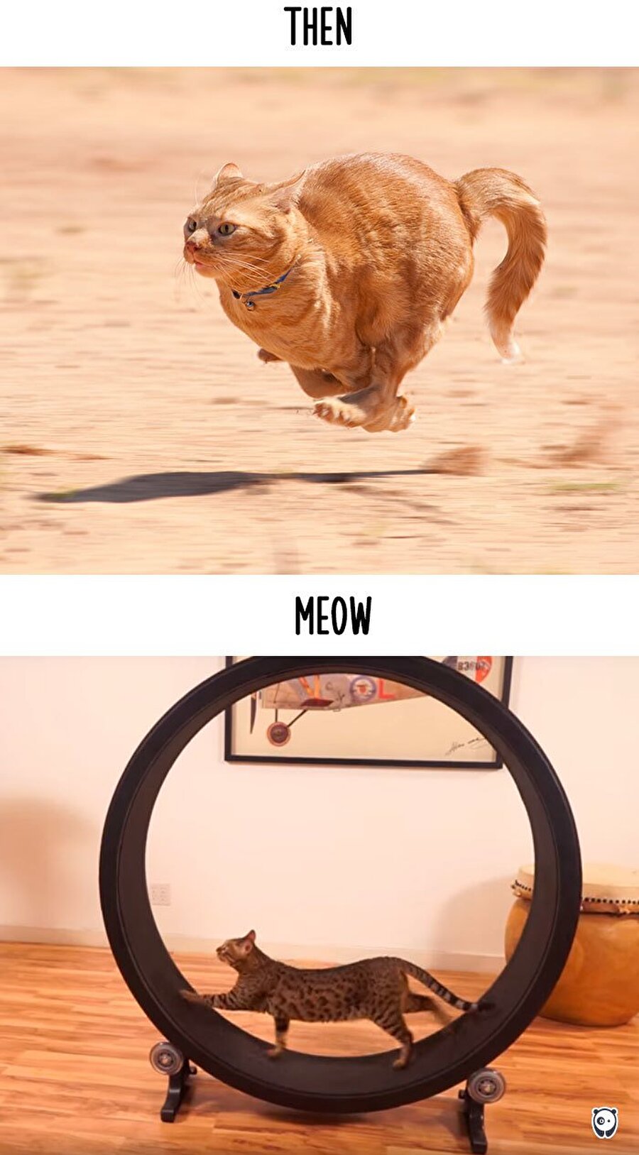 Eskidenmiş öyle it gibi oradan oraya koşturmak, sporumu evde yapıyorum panpa