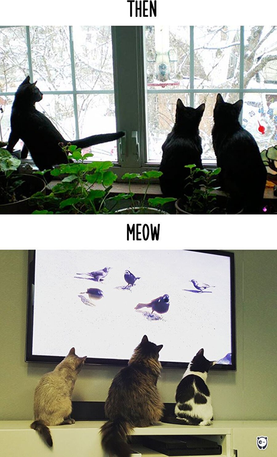 Olum inanmayın ya bizi trollüyo bunlar!