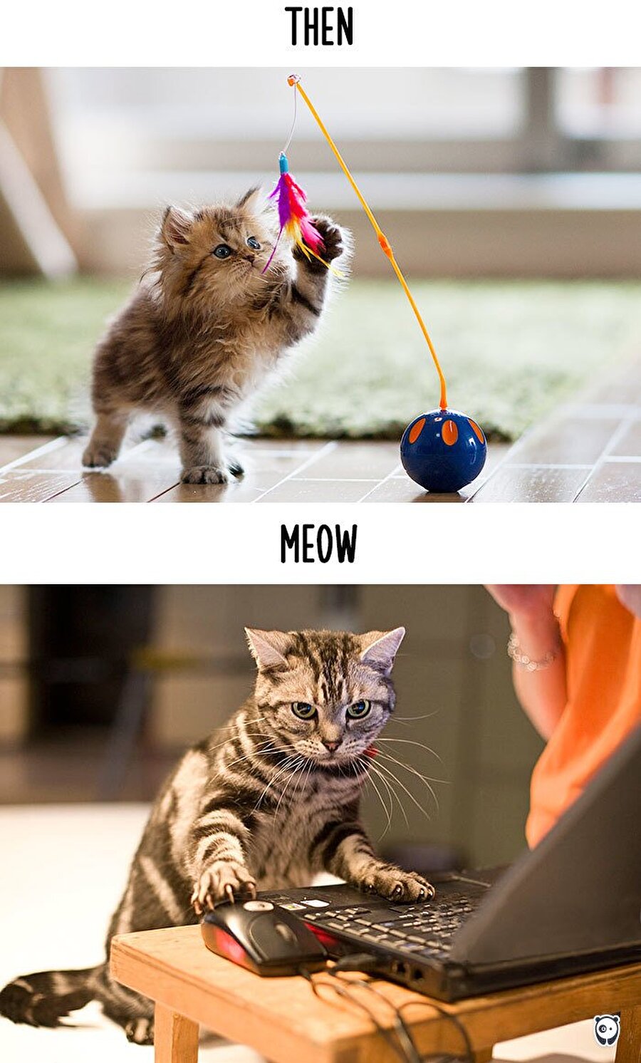 Котики жизнь. Котики жизнь. Причины любить котиков. Кошатники и собачники. Котики жизнь.