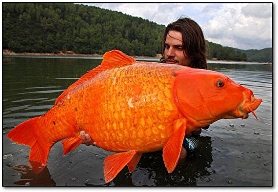 Sıradan kırmızı balık için fazla büyük değil mi?

                                    
                                    
                                    
                                
                                
                                