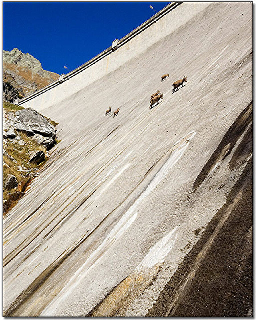 İtalya'daki keçilerin cesaret isteyen, sıra dışı tırmanışı.

                                    
                                    
                                    
                                
                                
                                