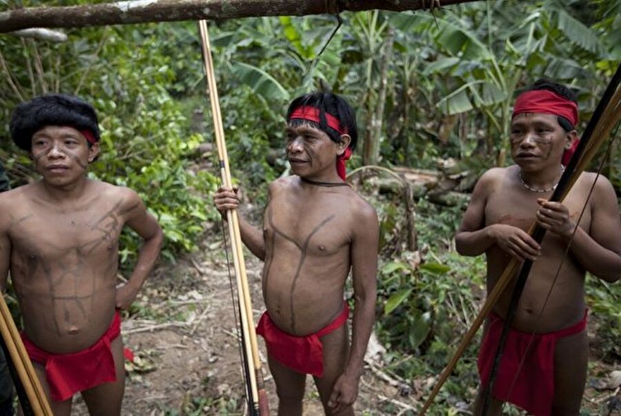 Avcılık ve toplayıcılık yaparak hayatlarını sürdüren yerli kabilelerin 500'den fazla bitki hakkında detaylı bilgileri olduğu belirtilirken, yerli insanların haklarını savunan Survival International isimli kuruluş bu durumu 'yeri doldurulamaz' olarak tanımlıyor.