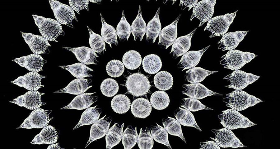 65 deniz planktonu, Stefano Barone
