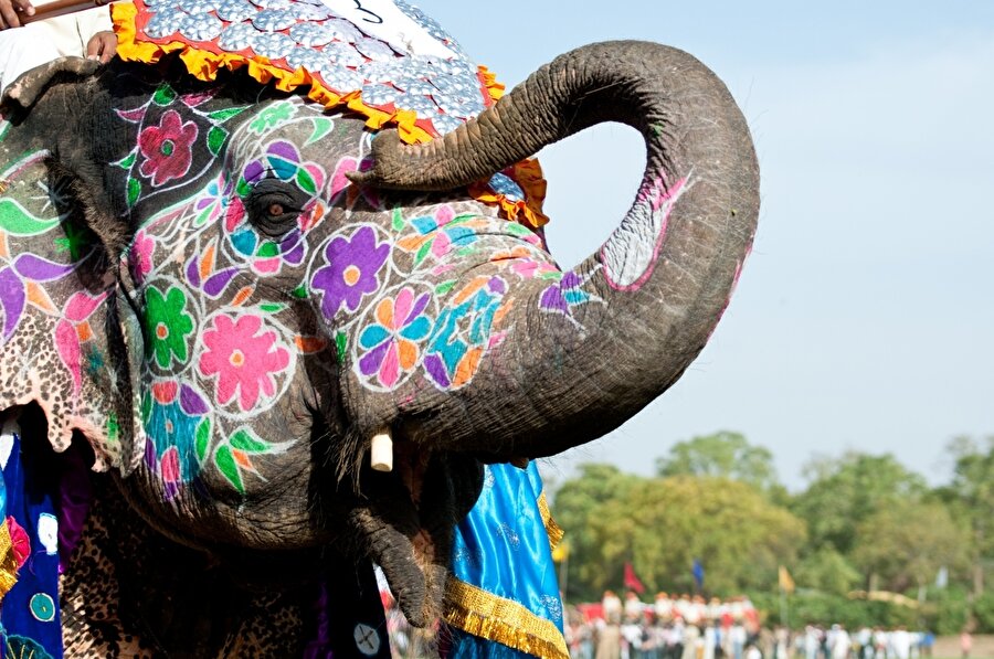 Fil Festivali, Jaypur

                                    
                                    
                                    
                                    
                                    
                                    Yine bir Hindistan festivaline şahit ediyoruz. Hindistan toplumu için her zaman ayrı bir yeri olan filler, festival dolayısıyla süslenip rengarenk boyalarla boyanıyor.
                                
                                
                                
                                
                                
                                