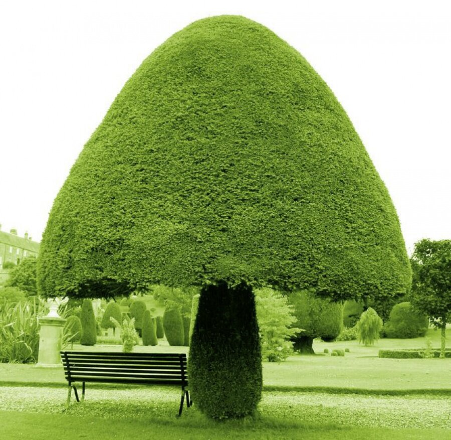 Mantar şeklinde bir ağaç

                                    
                                    
                                    
                                
                                
                                