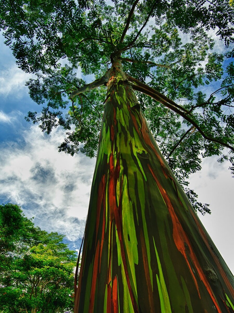 Gökkuşağı Okaliptüs ağaçları, Hawaii

                                    
                                    
                                    
                                
                                
                                