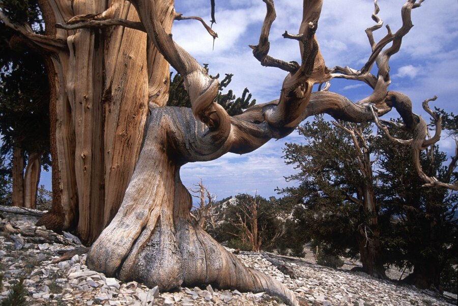 Dünyanın en eski ağaçları, Bristlecone çamı

                                    
                                    
                                    
                                
                                
                                