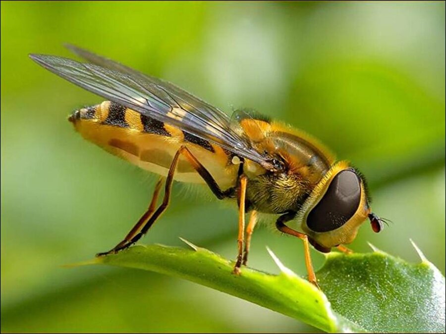 Arıların yok olması
Çok değil 3 4 sene öncesine kadar arılar esrarengiz bir şekilde yok oluyorlardı. Hatta dönemin Doctor Who gibi birçok dizisi bu temayı bölümlerinde işlemişti. Herkes acaba dünyanın sonu mu geliyor diye düşünmeye başlamıştı. 

Bilimin açıklaması: 2014'te, “koloni çöküşü bozukluğu” olarak bulunan bu durum, pestid sınıfı maddelerde artış olmasının sonucu olduğu ortaya çıktı. Yani, aslında bir tür zehir arıların sayısını azaltıyordu. 
