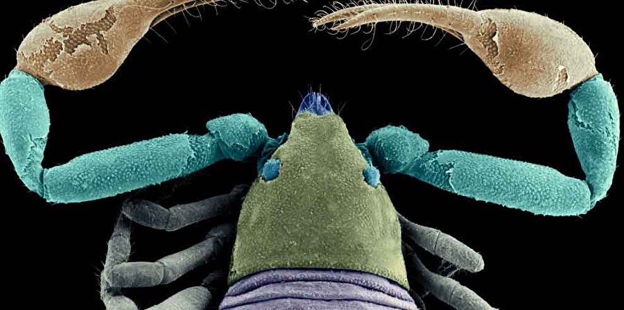 Halılarda ve banyolarda yaşayan pseudoscorpion

                                    
                                