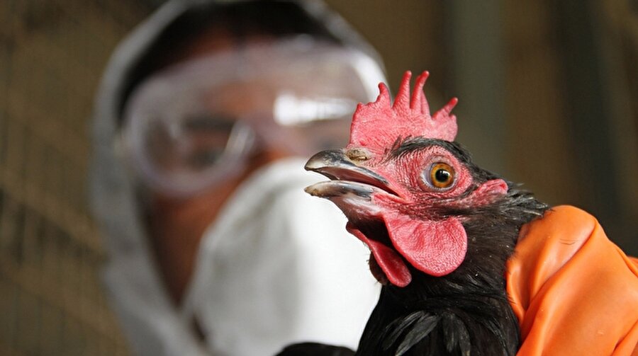 Kuş gribi nedir? 
Tavuk vebası olarak da bilinen hastalık, kanatlı hayvanların sebep olduğu bulaşıcı ve öldürücü bir hastalıktır.