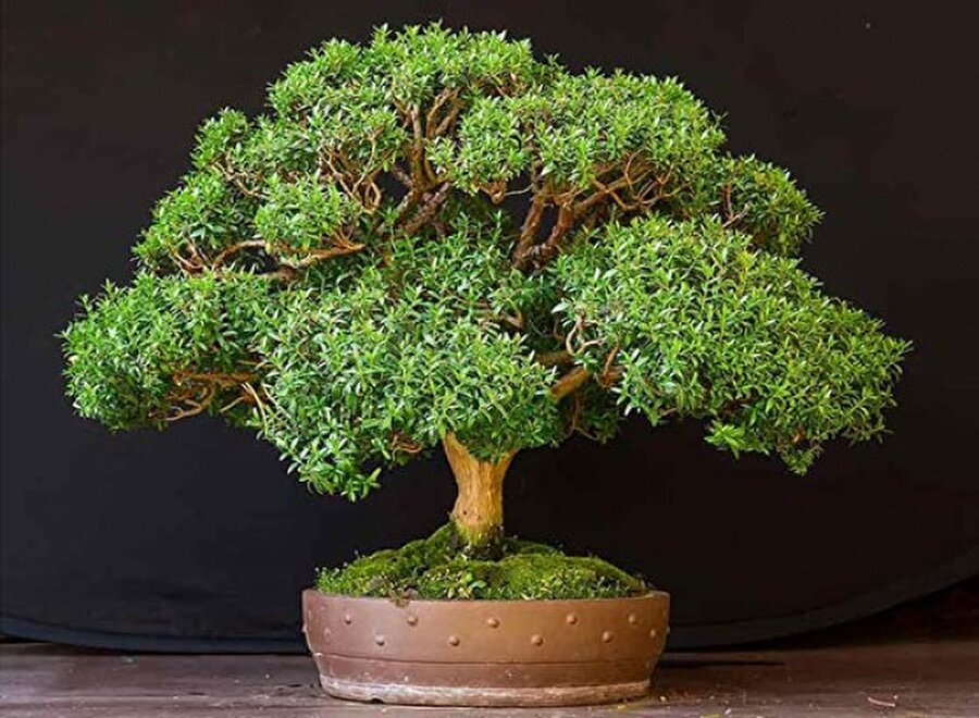 Myrtus / Mersin
Barışın sembolü olan mersin bitkisi evinizde sağlıklı bir mikroklima etkisi oluşturur. 