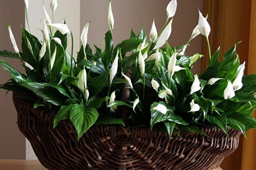 Spathiphyllum / Yelken Çiçeği
Spathiphyllum aşırı nemi emer, küfü yok eder. Yelken çiçeğinin bulunduğu ortam 18 derecede tutulmalıdır. 