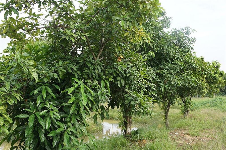 Kola Bitkisi / Kola Fındığı
Kola ağacının meyvesi olan kola fındığında boyca kafein bulunmaktadır. Bu meyvenin de çayını hazırlayabilirsiniz. 