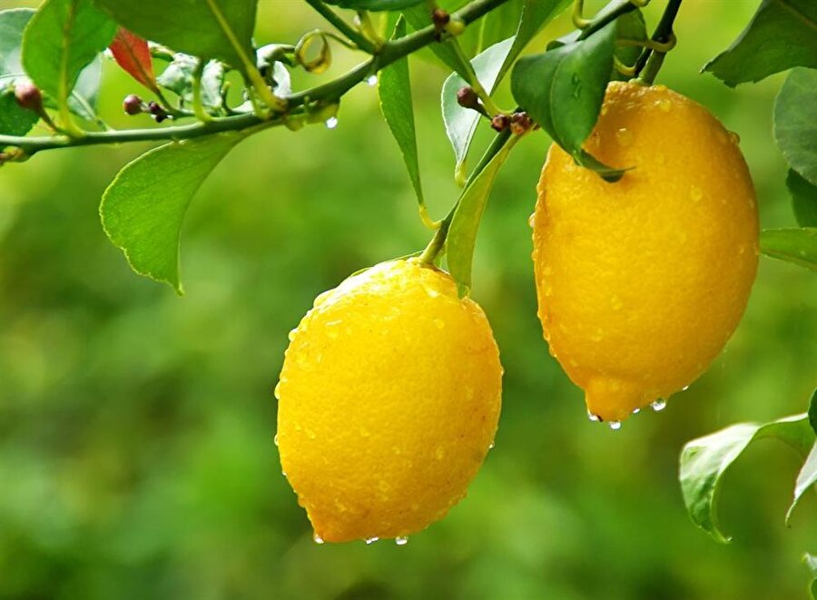 Limon
Ilık su ve çok az miktarda bal kullanarak hazırlayacağınız limon çayı da metabolizmayı harekete geçirir.