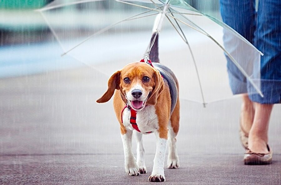 Bir köpek şemsiyesi

                                    
                                    
                                
                                