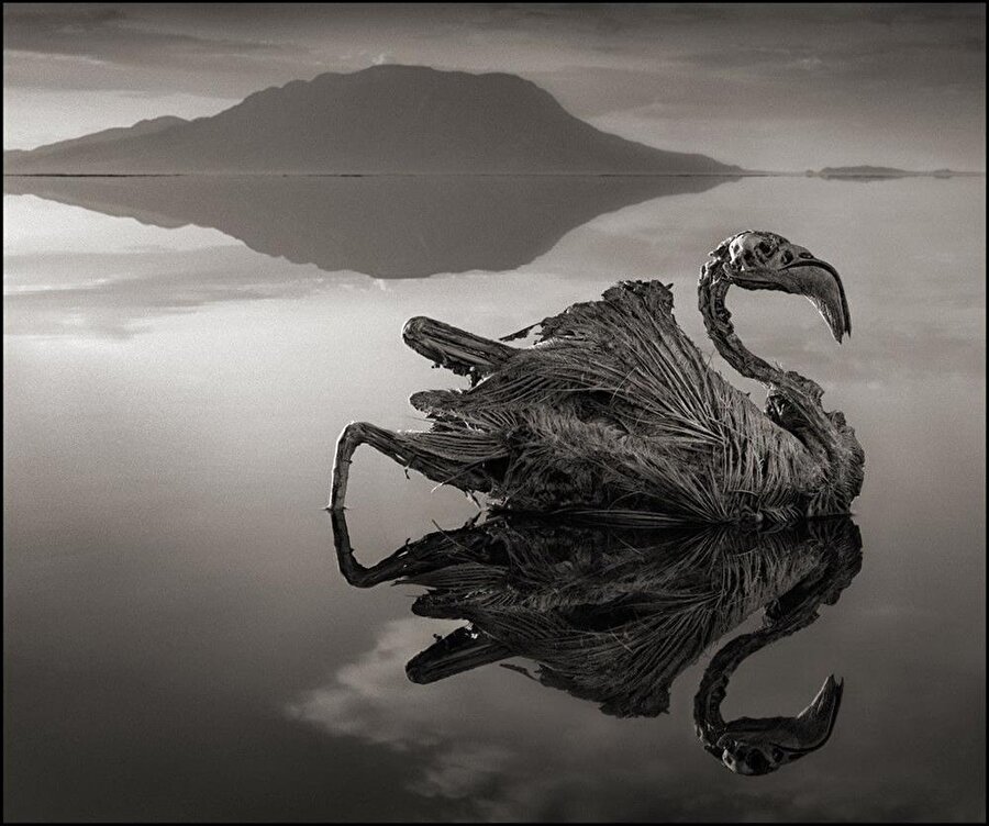 2013 yılında Nick Brandt tarafından çekilen fotoğraflarda da, gölde yüzen kuşların taş kesilmiş gibi görünüyor.

                                    
                                    
                                    
                                
                                
                                