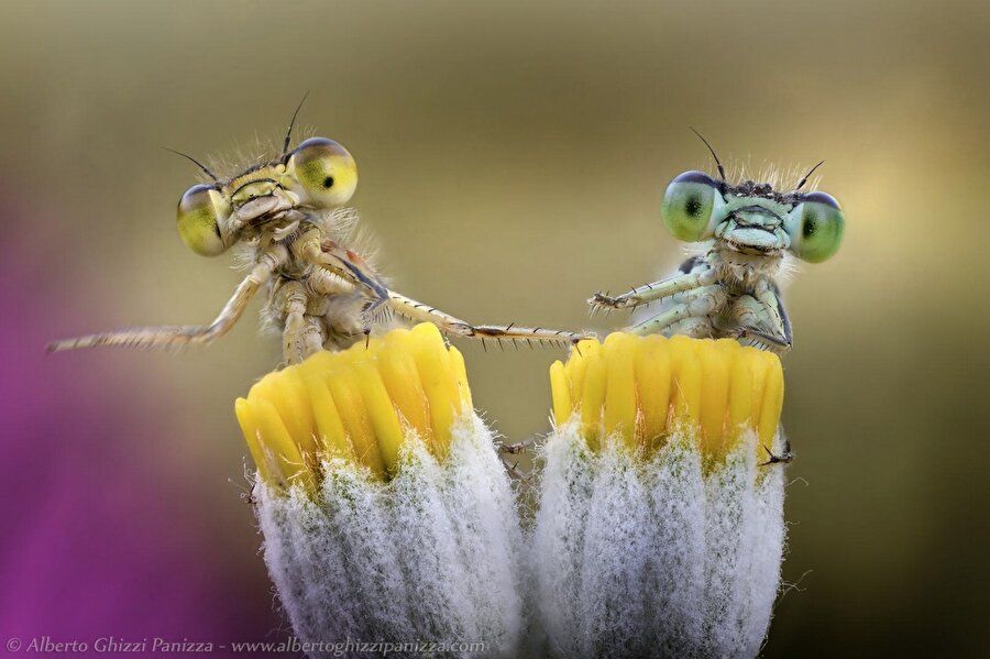 
                                    
                                    Alberto Ghizzi Panizza
                                
                                