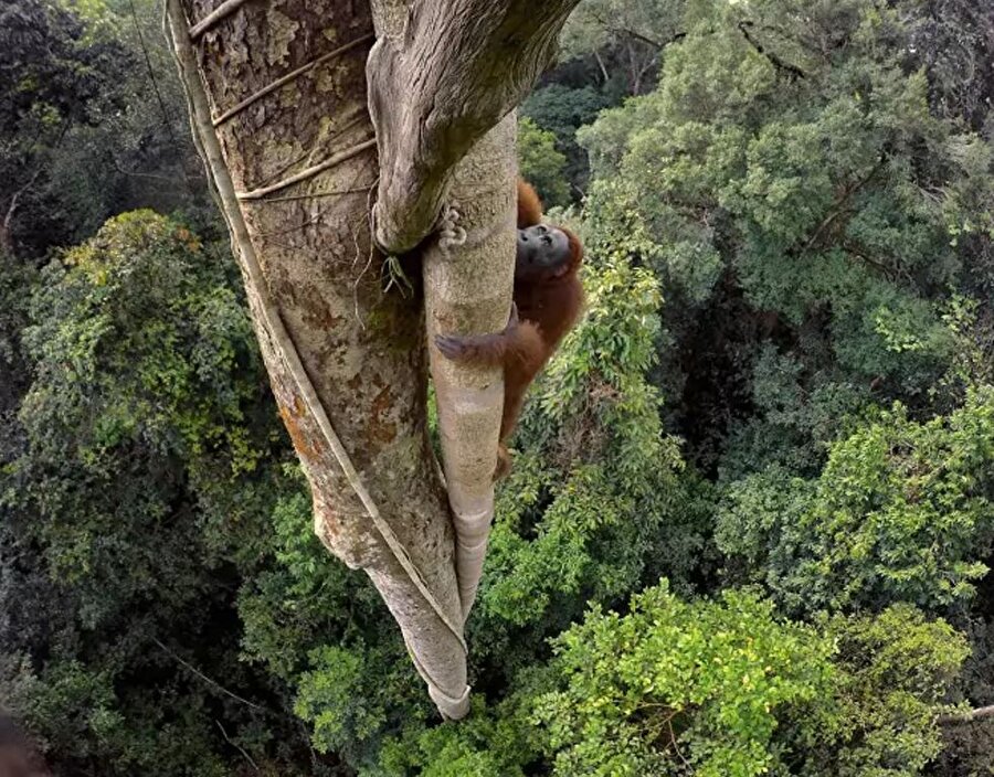 Borneo Orangutanı
Bu sevimli hayvan, meyve toplayabilmek için yaklaşık 30 metre yüksekliğe tırmanıyor. 