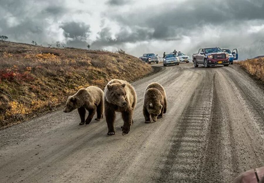 ABD / Alaska
Anne ve yavru ayılar araç trafiğini kilitledi. 