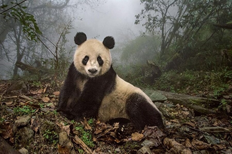 Çin
Ye Ye isimli panda, 16. doğum gününü kutluyor. 
