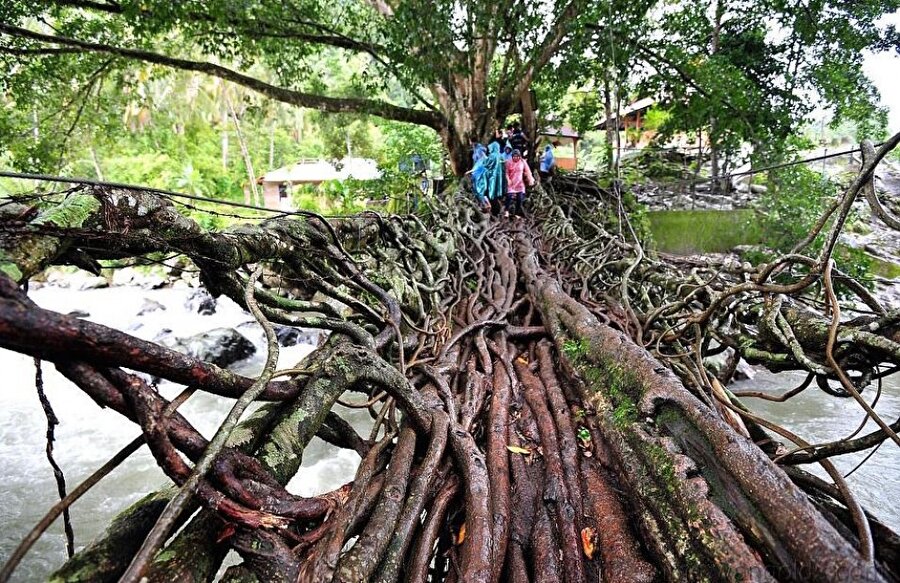 Ağaç köklerinden yapılan bir köprü / Endonezya
