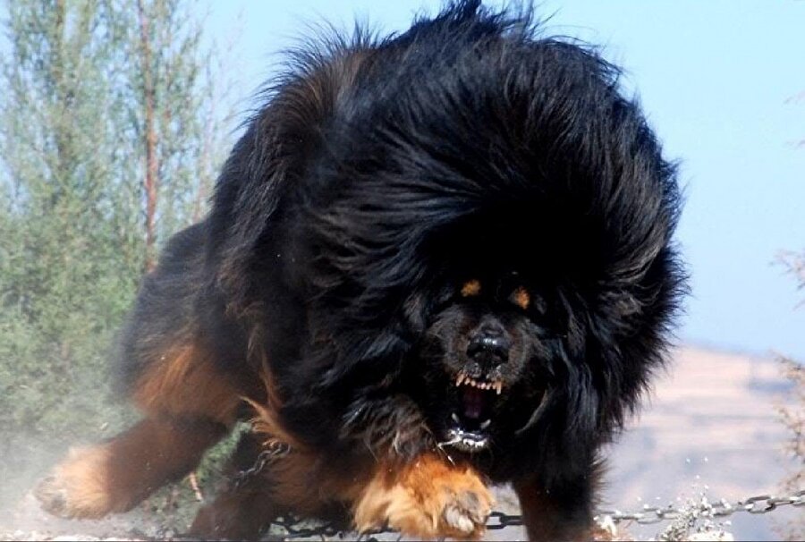 "Tibetan Mastiff" sıra dışı bir köpek türü
