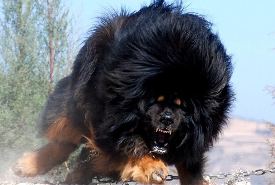 "Tibetan Mastiff" sıra dışı bir köpek türü