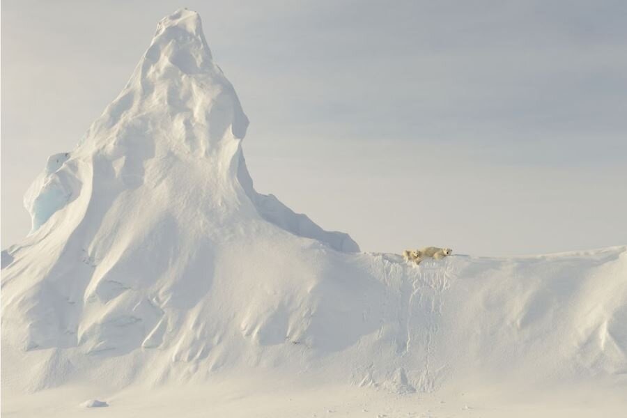 Onur Ödülü, Doğa: "A Bears On A Berg" Nunavut, Kanada
