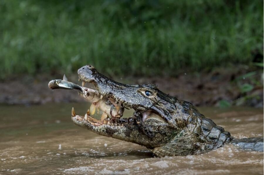 Doğa: 'Çift Trapping', Brezilyalı Pantanal
