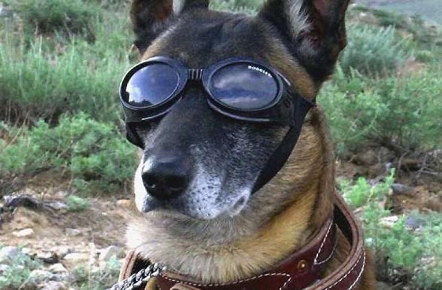 Köpekler için tasarlanmış gözlük

                                    Amerika'da milyonlarca satıldı ve halen daha satılmaya devam ediyor.
                                