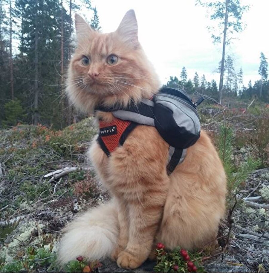 Ata binen, kayak yapan, yüzen ve evde durmak istemeyen Norveçli kedi jasper

                                    Diğer türlerinin aksine evde değil vahşi doğada takılıyor. Karlarla oynamaya bayılan kedi, yüzmeyi de çok seviyor. Bu macera içinde alet edevat lazım olur diye de sırt çantasını yanından eksik etmiyor.
                                