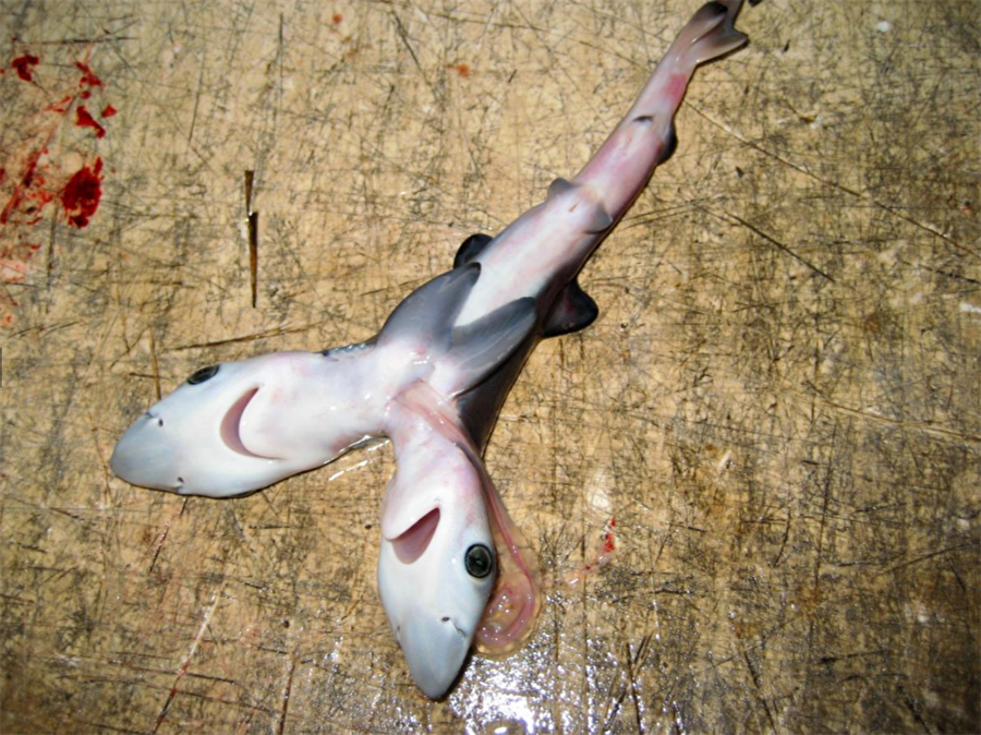 Çift başlı köpekbalığı

                                    Uzmanların mutasyon olarak açıkladığı durumu bize soracak olursanız cevabımız belli: Allah'ın hikmeti..
                                