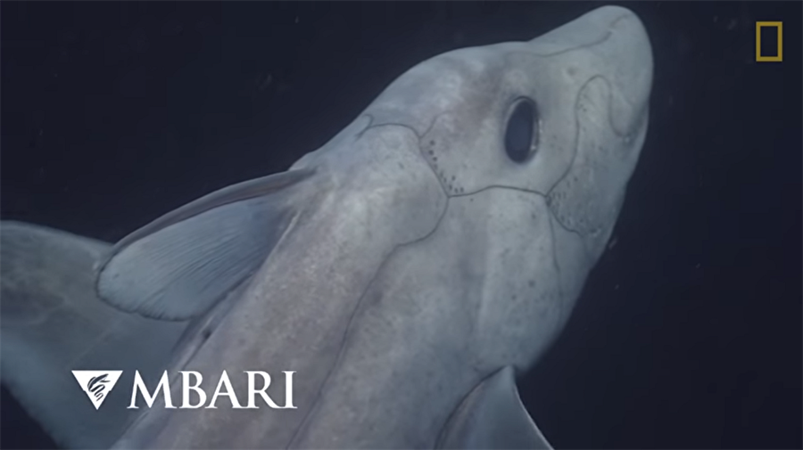 Hayalet köpekbalığı

                                    Cinsel organının başında olduğu söylenen köpekbalığı ilk defa Kaliforniya'da görüldü.
                                