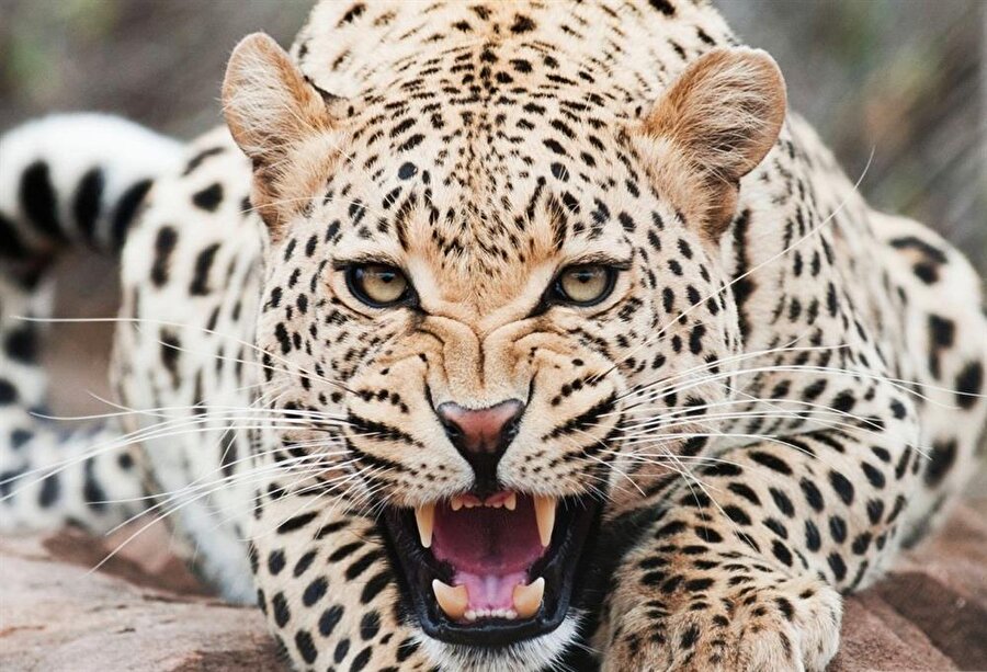 Uzmanlar uyarıyor!
Uzmanlar vahşi hayatta yalnızca 7 bin 100 çita kaldığını ve bu hayvanların geçmişte yaşadıkları bölgelerin sadece yüzde 9'unda etkin olduğunu açıklayarak uyarıda bulundu.