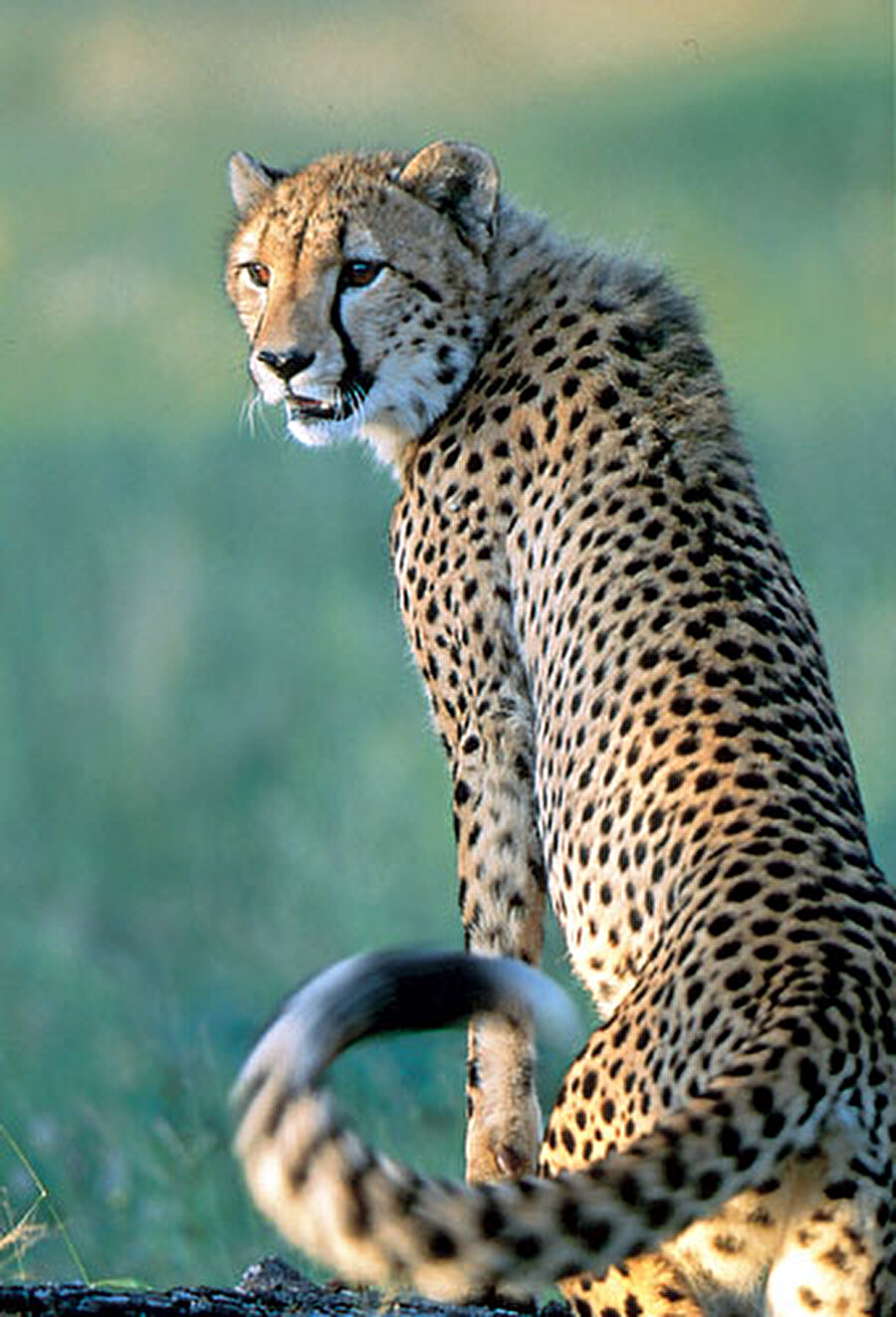 Savunmasız kalıyorlar
Çitalar en geniş çeşitlilikte beslenen etobur türlerindendir; bu yüzden yaşamak için büyük alanlara ihtiyaç duyarlar. Ancak yaşadıkları habitatın yüzde 77'si korunan alanların dışına düşerek hayvanı özellikle insan etkilerine karşı savunmasız bırakıyor.