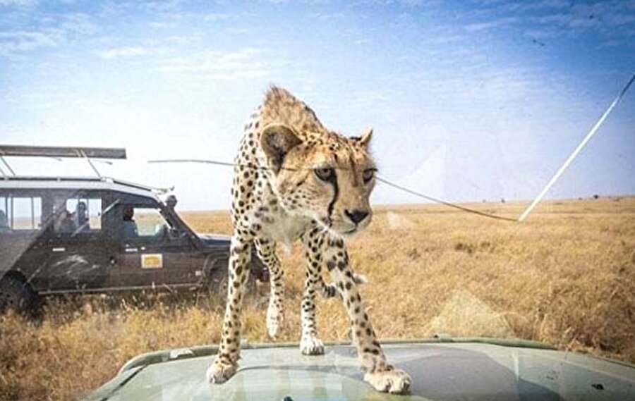 Yeni bir yaklaşıma ihtiyaç var
Uzmanlar ulusal sınırları aşan, koordine edilmiş bölgesel stratejileri içeren ve hayvan türünün korunmasına odaklanan yepyeni bir yaklaşıma ihtiyaç duyulduğunu önemle vurguluyor.