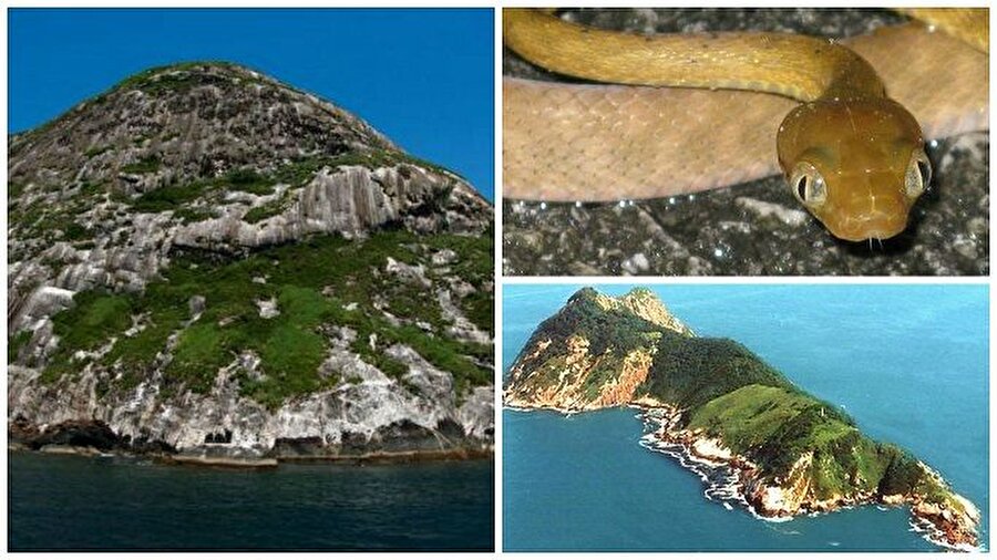 Brezilya’daki Yılan Adası
Ada, bir insanı öldürüp derisinin erimesine sebep olacak kadar zehri güçlü binlerce yılana ev sahipliği yapmaktadır. Her bir metrekaresinde ortalama bir yılan bulunan bu adaya bırakılabilecek bir kişinin birkaç günden uzun hayatta kalması imkansıza yakındır. Bu adadaki yılan nüfusundan haberi olmayan binlerce göçebe kuş bu adada dinlenmek için durduğunda binlerce yılan tarafından kısa sürede katledilirler.