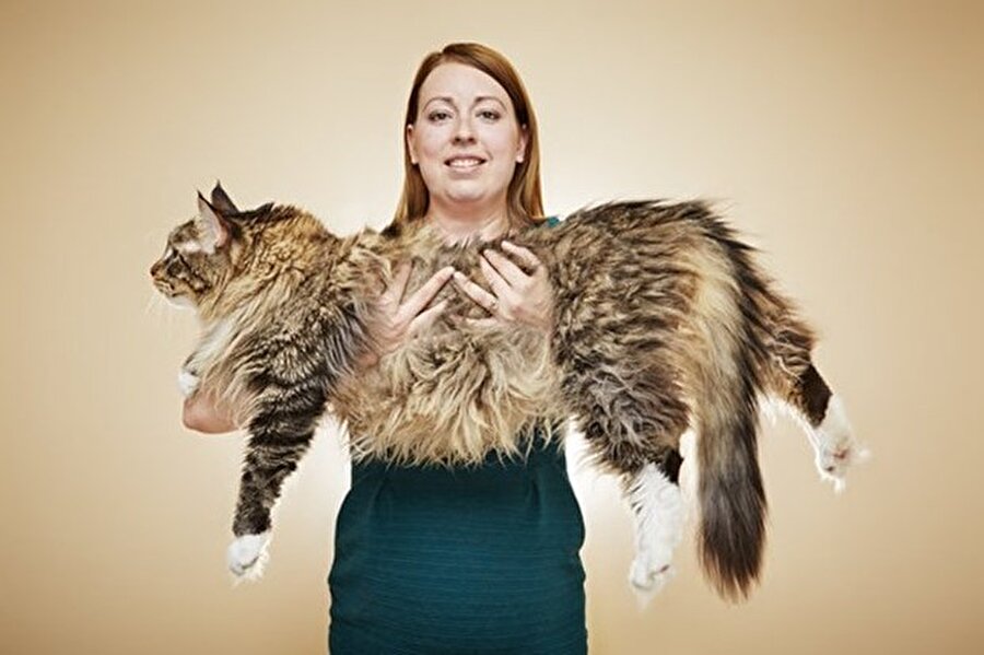 Ludo
İngiltere'de yaşayan Ludo adlı kedi ise yaklaşık 92 santimetre uzunluğunda ve dünyanın en uzun kedisi olma rekorunu elinde bulunduruyor.